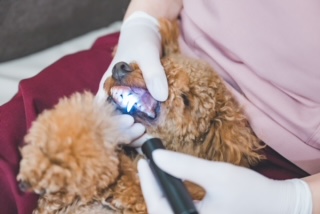 歯磨き相談歯磨き付き