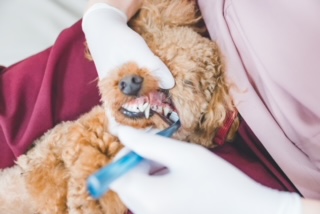 歯磨き相談歯磨き付き