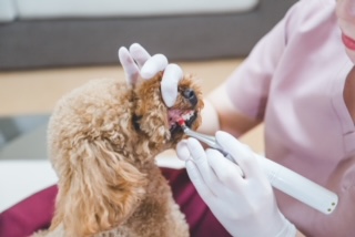 歯磨き相談歯磨き付き