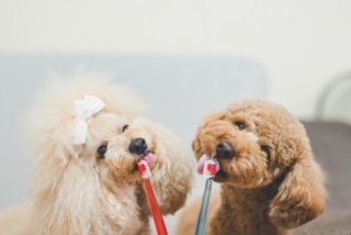 歯磨き相談歯磨き付き