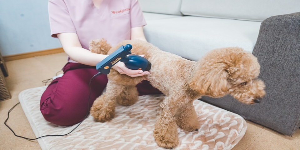 犬の温灸&整体