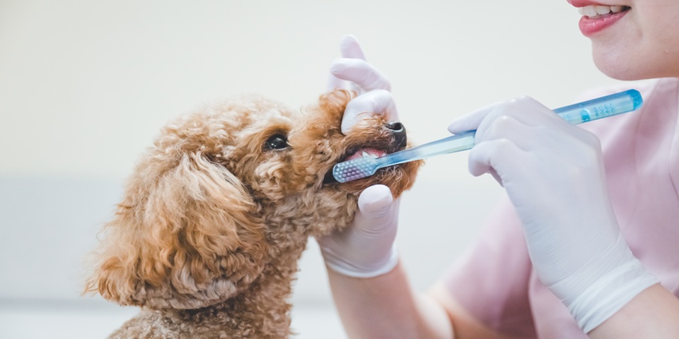 デンタルケアとは