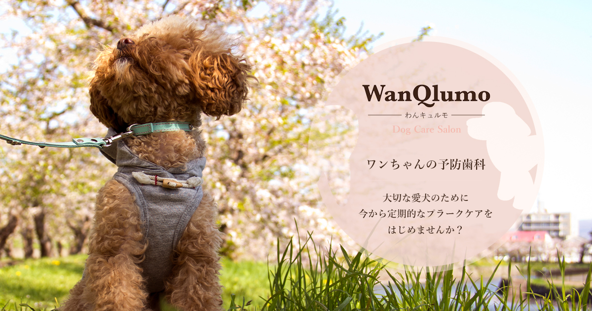 WanQlumo わんキュルモ｜温灸マッサージの施術内容についてご紹介